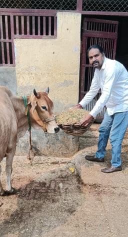 MVSS volunteers feeding and caring for stray cattle as part of the ongoing animal welfare program